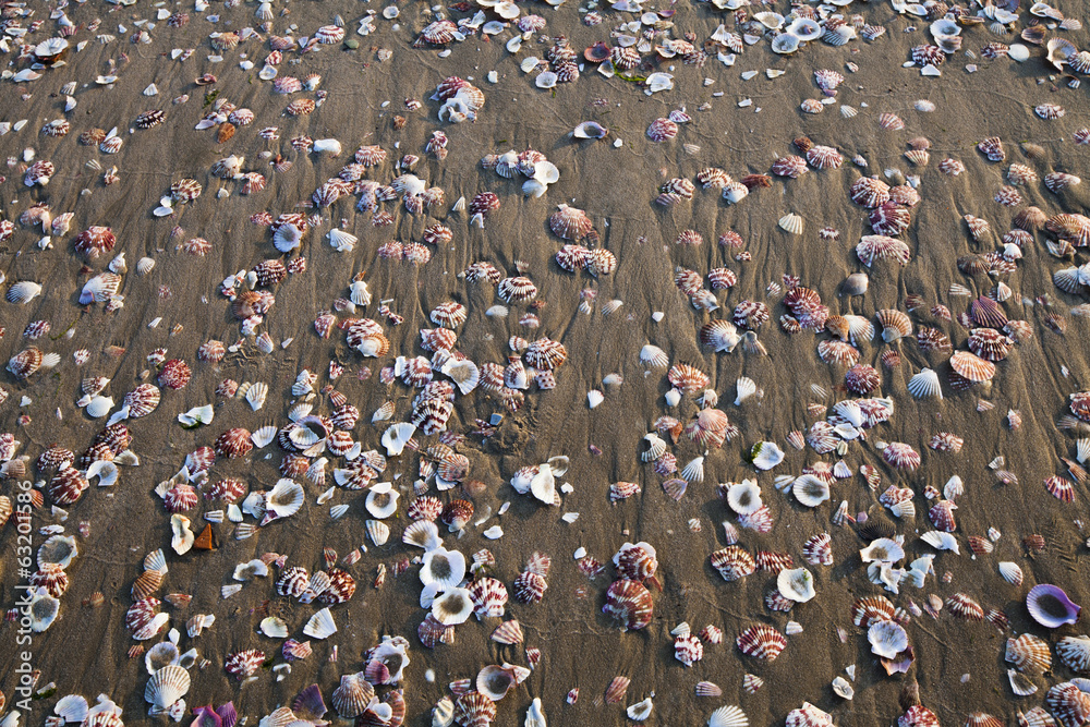 Fototapeta premium seashells on the sea sand
