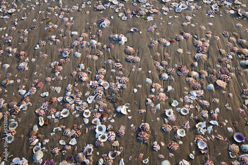 seashells on the sea sand
