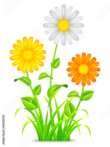 Fototapeta Naklejka Na Ścianę i Meble -  Daisy chamomile flowers.