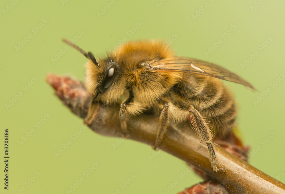 Bee - Apis mellifera Bee - Apis mellifera