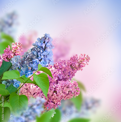 The branch of blue and pink lilac floral background.