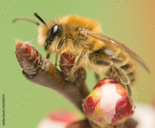 Bee - Apis mellifera photo