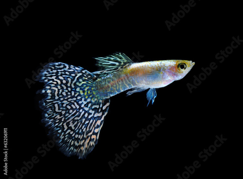 guppy pet fish swimming isolated on black