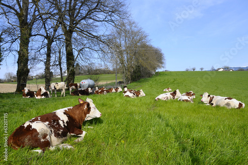 Cow in green field, Savoy, France photo