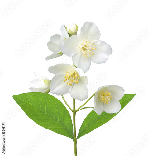 White flower (jasmine) isolated on white background. © wolfelarry