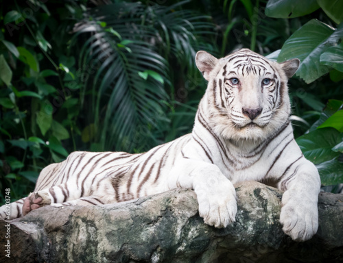 White bengal tiger