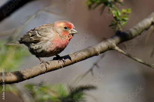 Male House Finch Perched on a Branch