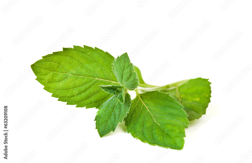 mint leaves mint leaves