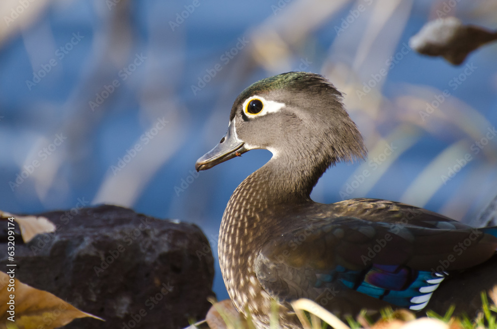 Obraz premium Profile of a Female Wood Duck