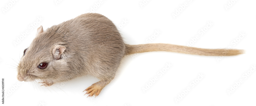 gerbil isolated on white background gerbil isolated on white background