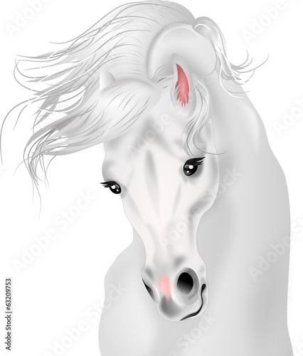 Fototapeta Naklejka Na Ścianę i Meble -  Beautiful white horse