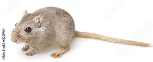 gerbil isolated on white background photo