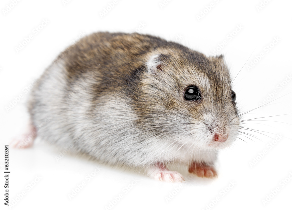 hamster isolated on white background hamster isolated on white background