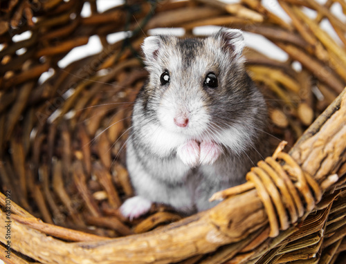 hamster in a basket