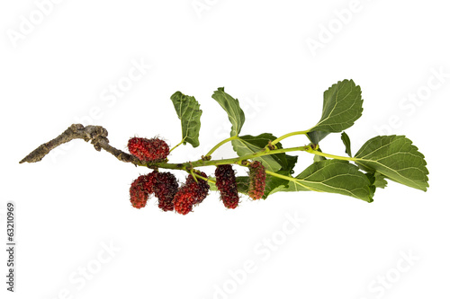 mulberry branch on the white background
