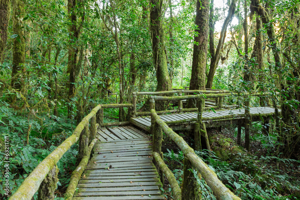 Obraz premium Wooden walkway in rain forest, Doi Inthanon national park, Chian