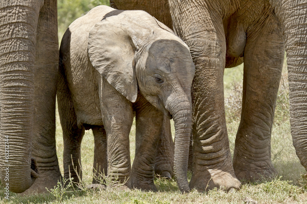 Fototapeta premium Elephant protection