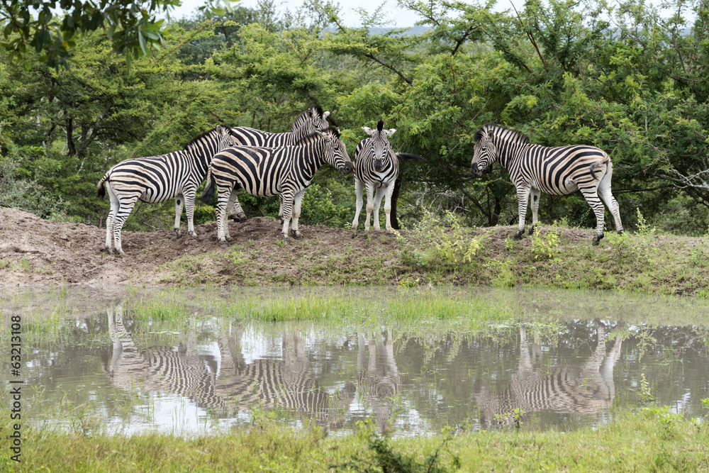 Obraz premium group of zebras
