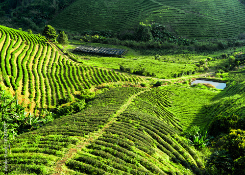 Tea plantation landscape. Chaing Rai province, Thailand