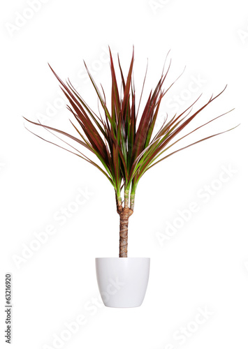 Houseplant - dracaena marginata a potted plant isolated over whi