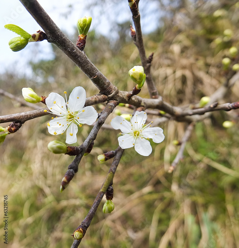 flower of peach