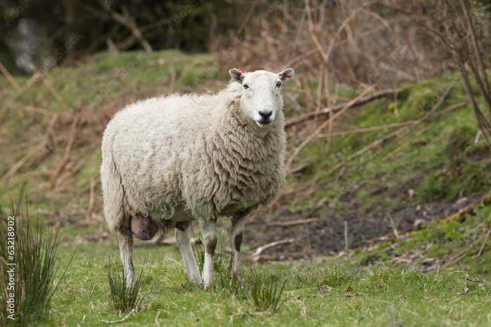 Naklejka premium Sheep Mother Ewe in field