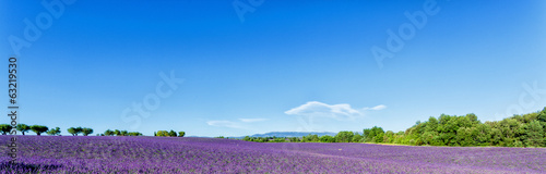 Panoramic view of lavender fields in Provence, France