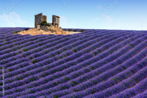 Panoramic view of lavender fields in Provence, France