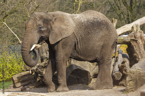 Afrikaanse olifant