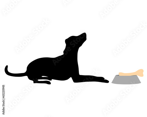 Hund füttern