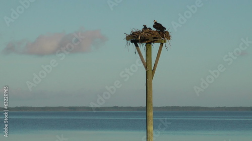 Currituck Sound with osprey nest photo