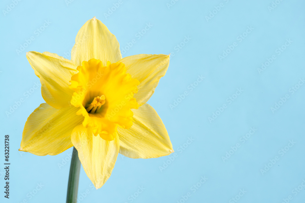Daffodil flower or narcissus Daffodil flower or narcissus