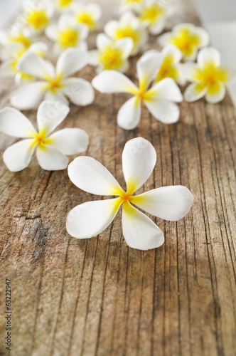 set of frangipani flowers and driftwood texture