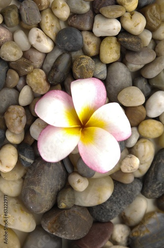 Yellow and white frangipanion pile of colorful background