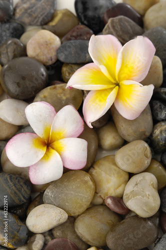 Gorgeous orchid on pile of colorful background