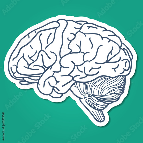 Anatomical brain human organ.