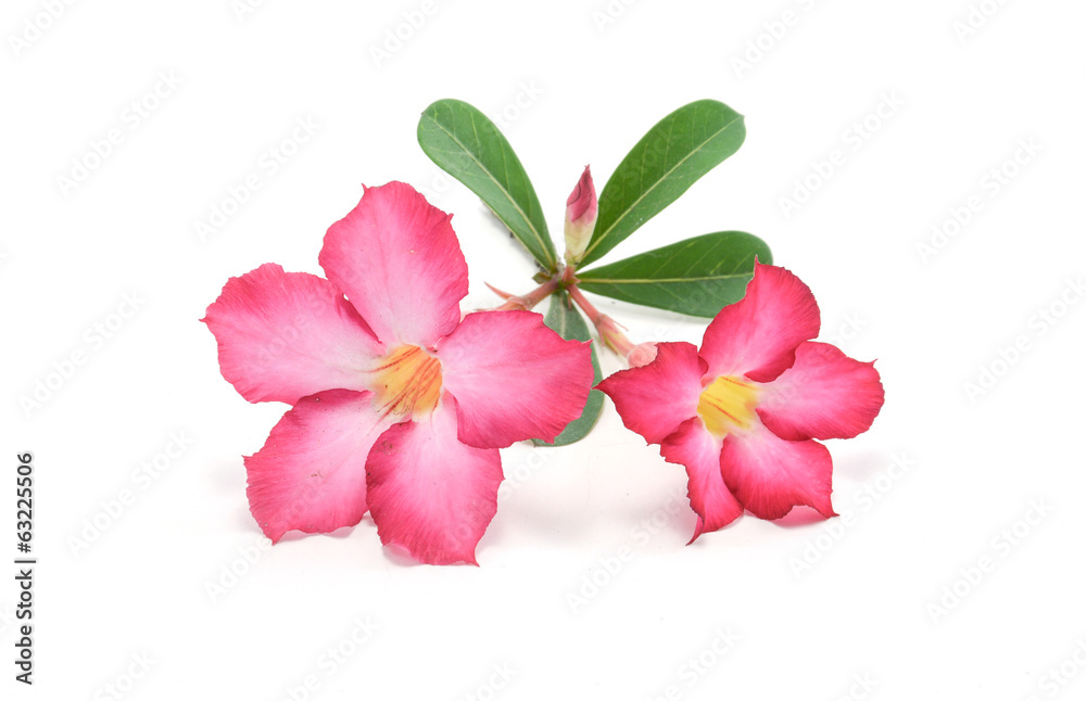 Obraz premium adenium, azalea, background, bignonia, botany, branch, bush, col