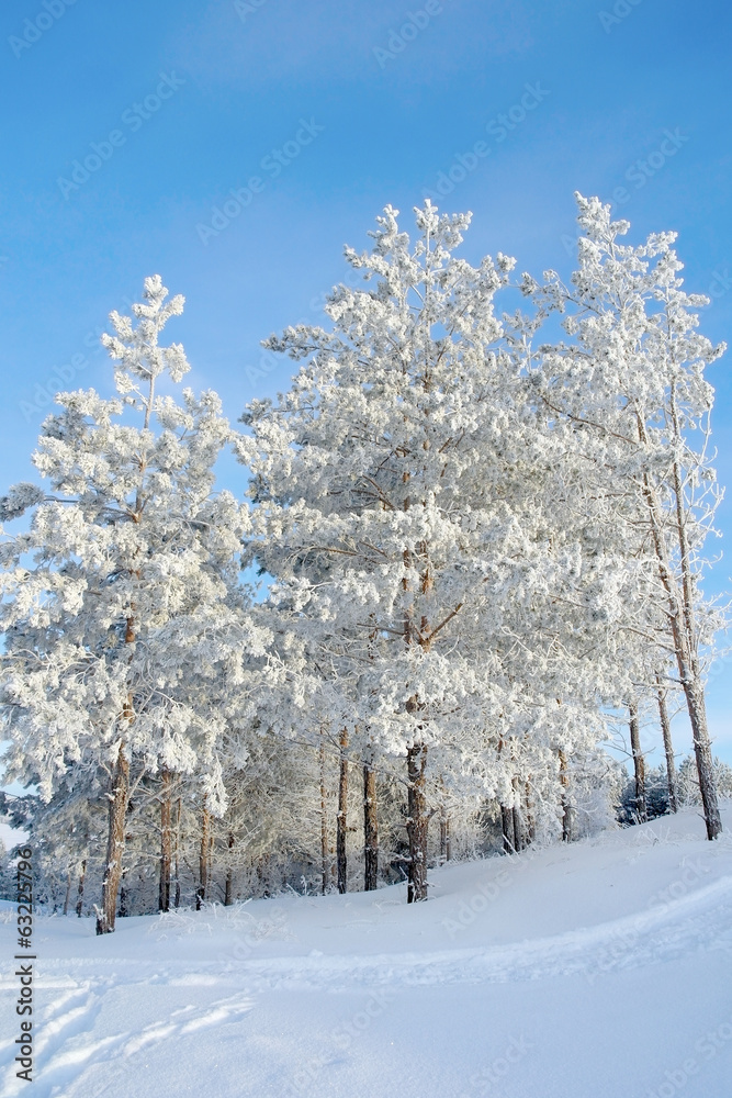 Winter landscape, pines on the hills Winter landscape, pines on the hills