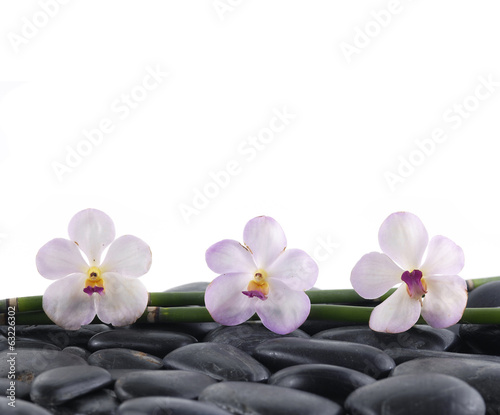 Spa concept-three orchid and bamboo grove