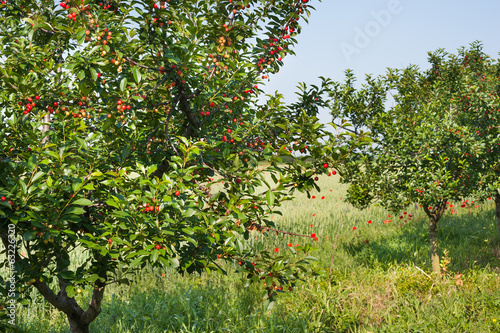 cherries on orchard tree