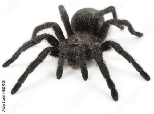 Fototapeta Tarantula Spider- Grammostola Pulchra