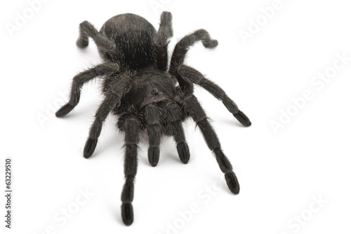 Tarantula Spider- Grammostola Pulchra
