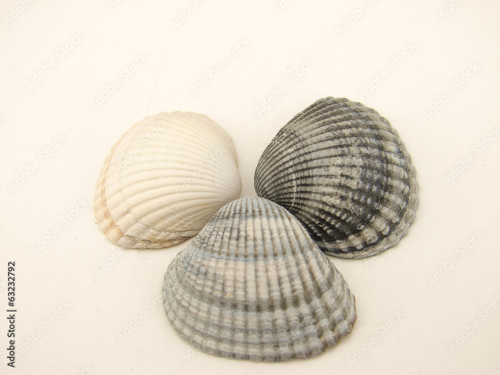 coquillage coquillage