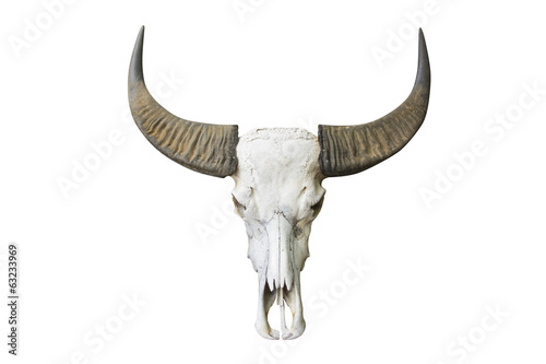 buffalo animal skull head