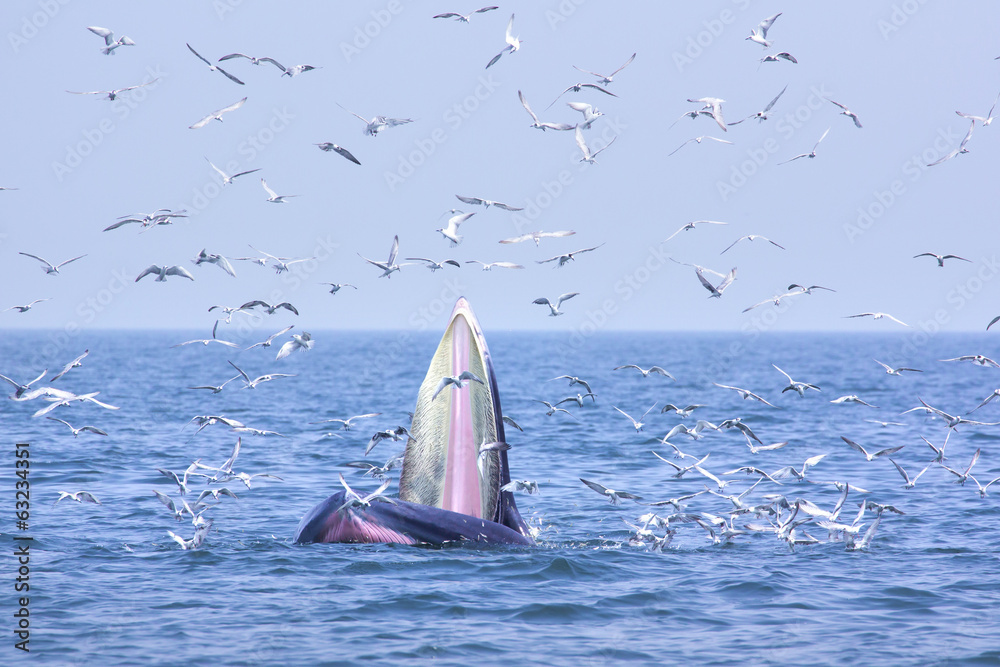 Naklejka premium bryde whale and seagull