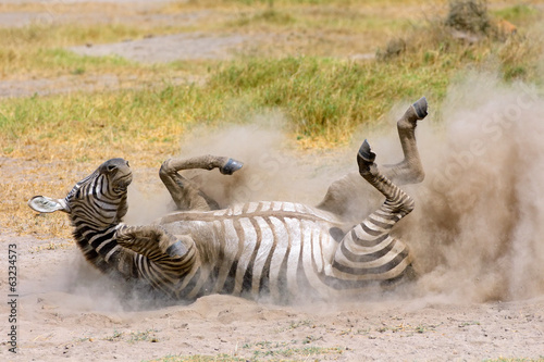 Plains Zebra in dust  Amboseli National Park