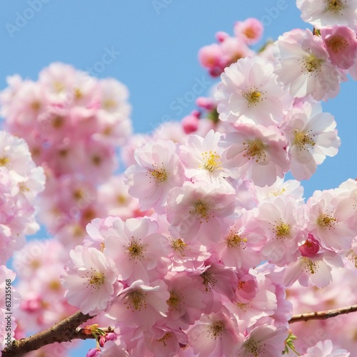 Kirschblüte rosa - cherry blossom 34