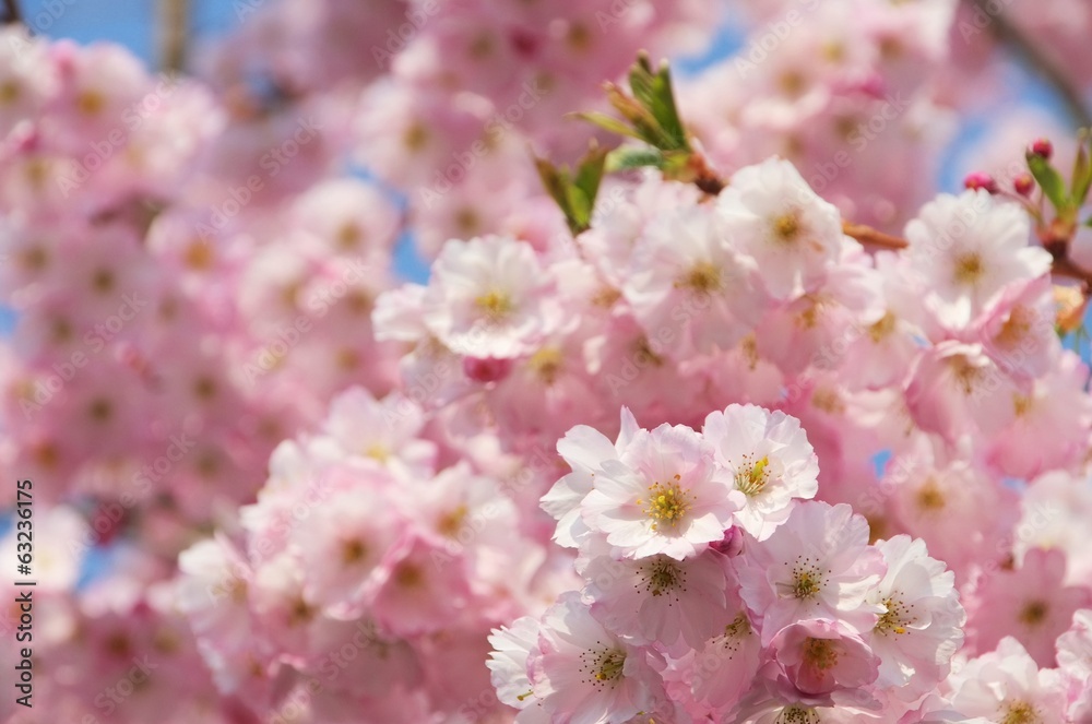 Kirschblüte rosa - cherry blossom 51