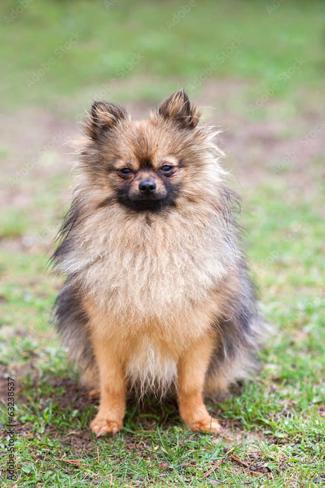 Portrait of Pomeranian puppy dog, sitting
