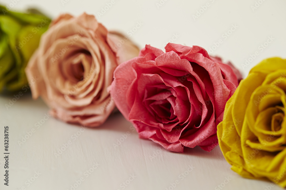Fototapeta premium roses